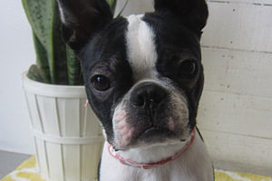 バブちゃんアイキャッチ