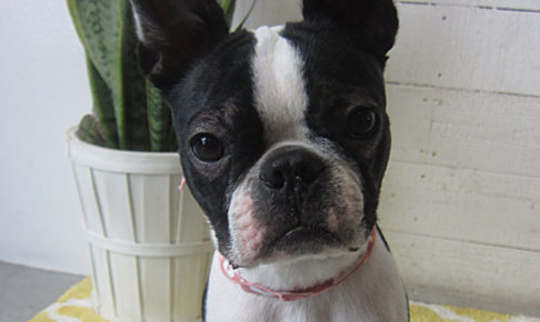 バブちゃんアイキャッチ