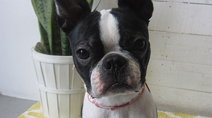 バブちゃんアイキャッチ