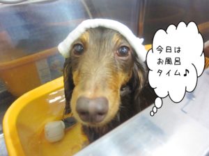 お風呂ダックス