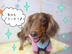 仕上がりダックス