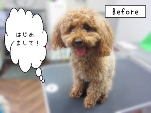 よろしくトイプー