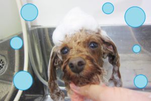 シャンプートイプー