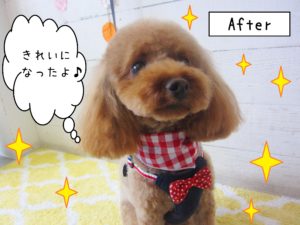 仕上がりトイプー