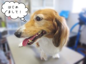 よろしくダックス