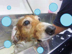 シャンプーダックス