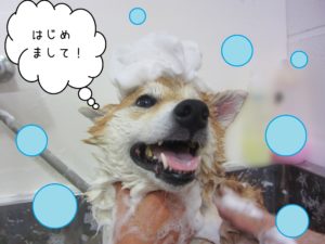 シャンプーしば