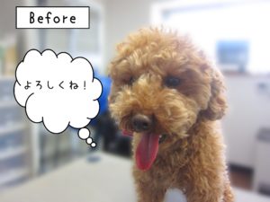 よろしくトイプー