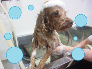 シャンプートイプー