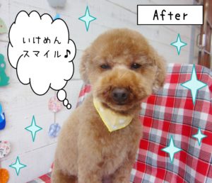 仕上がりトイプー