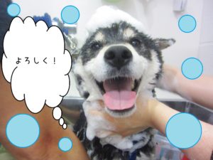 シャンプーしば