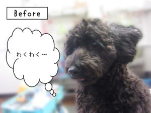 よろしくミックス