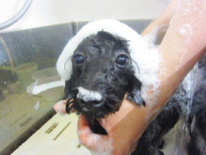 シャンプーミックス