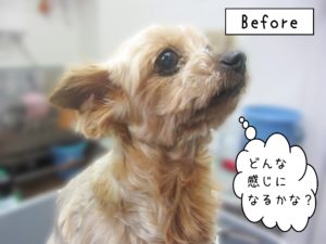 よろしくヨーキー