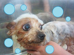 シャンプーヨーキー