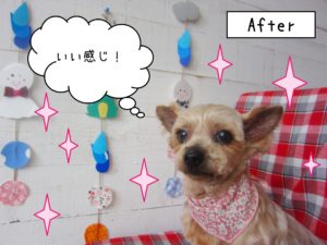 仕上がりヨーキー