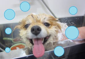 シャンプーポメ