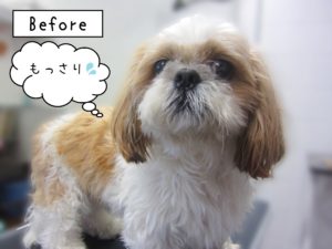 よろしくシーズー