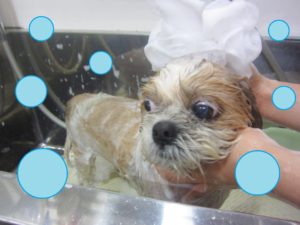 シャンプーシーズー