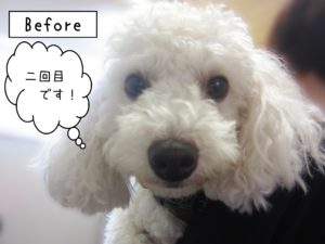 よろしくトイプー