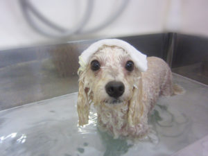 お風呂トイプー