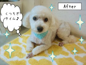 仕上がりトイプー