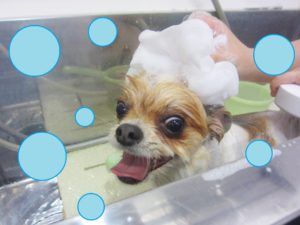 シャンプーミックス