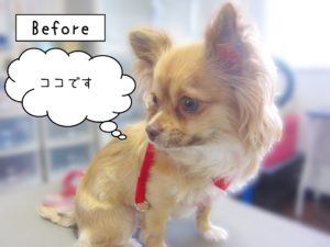 よろしくチワワ