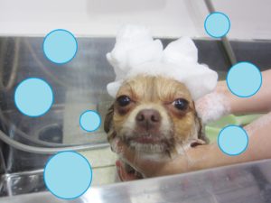 シャンプーチワワ