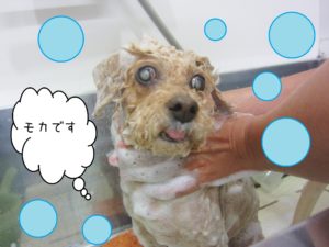 シャンプートイプー