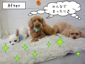仕上がりトイプー&チワワ