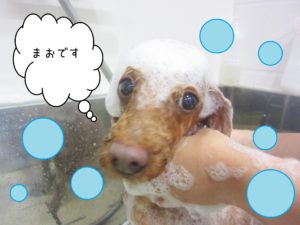 シャンプートイプー