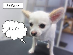 よろしくチワワ