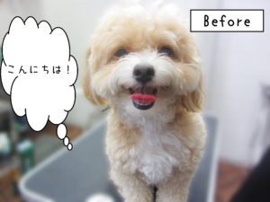 よろしくミックス