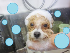 シャンプーミックス