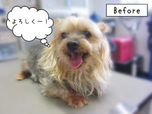 よろしくヨーキー