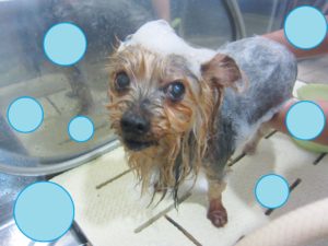 シャンプーヨーキー