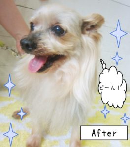 仕上がりヨーキー