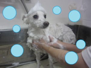 シャンプースピッツ