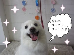 仕上がりスピッツ