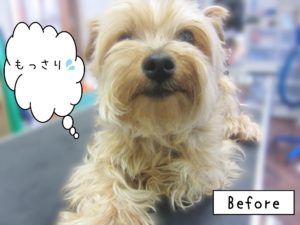 よろしくヨーキー