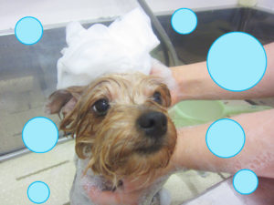 シャンプーヨーキー