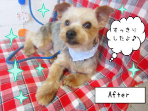 仕上がりヨーキー