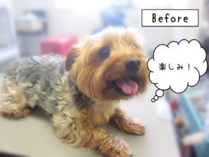 よろしくヨーキー