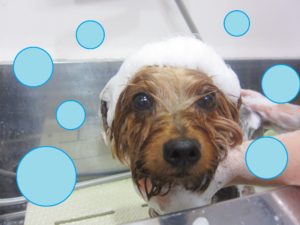 シャンプーヨーキー