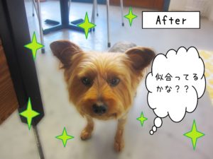 仕上がりヨーキー