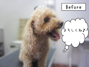 よろしくトイプー