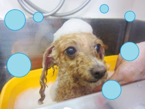 シャンプートイプー