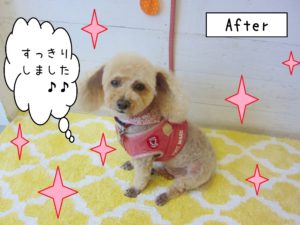 仕上がりトイプー