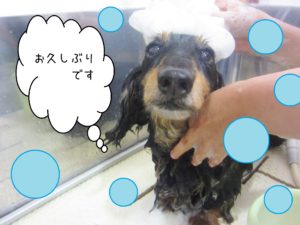 シャンプーダックス